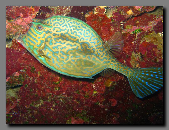 scrawled cowfish